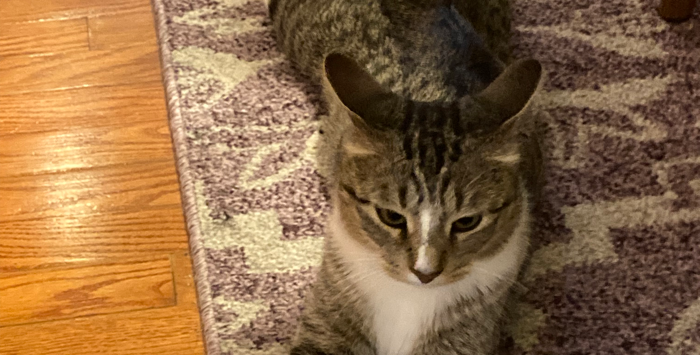 Header Image