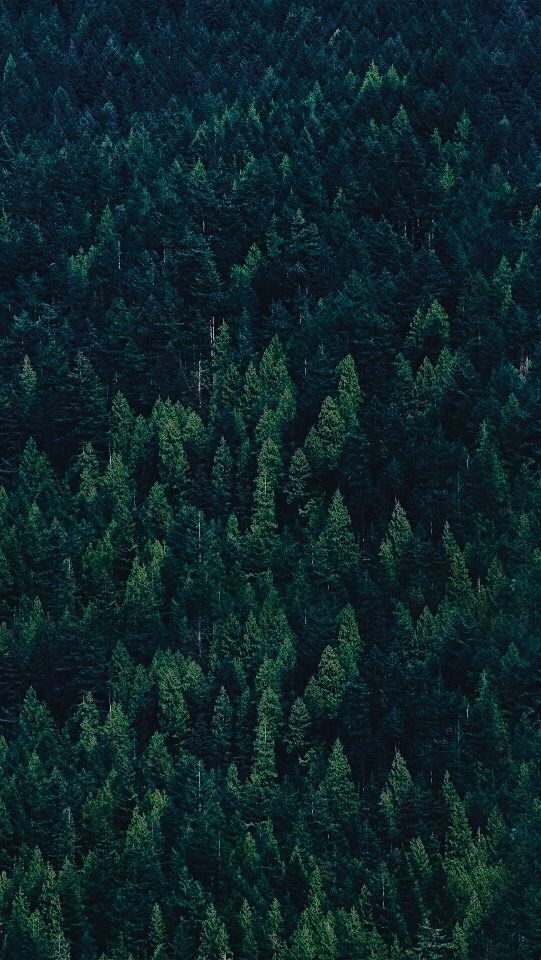 Profile banner