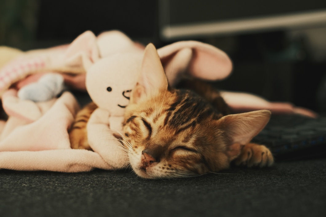 Header Image