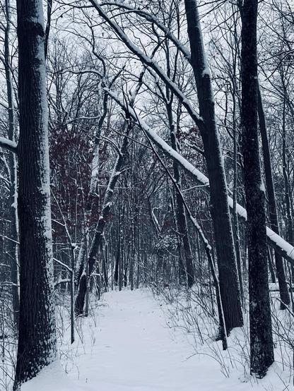 A snowy path through the woods after a snowstorm. It cuts through a dense forest. The dark trunks and branches of trees are partially covered in snow, making them stand out against the gray of the sky and white of the snow. It is a color photo but looks black and white.
