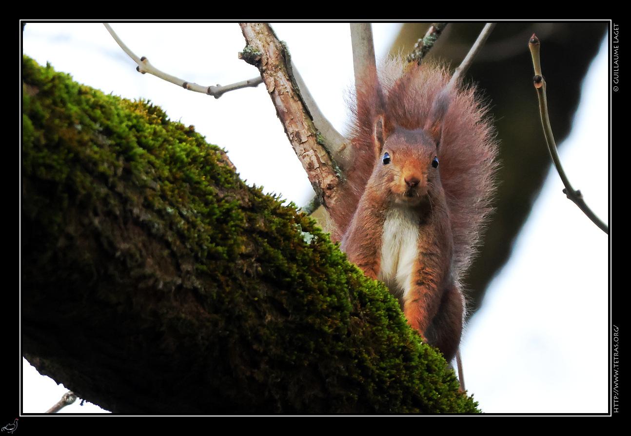 écureuil