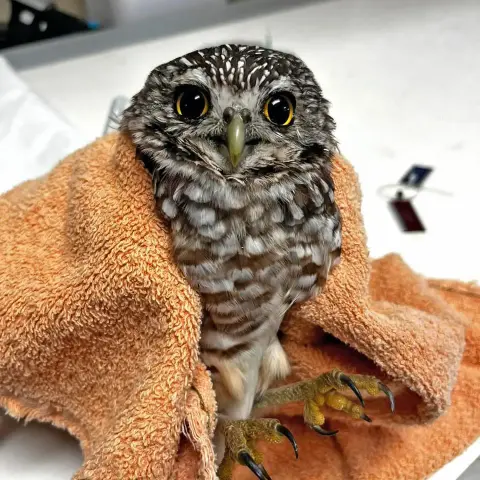 A Burrowing Owl is wrapped in a brick orange towel, facing the camera with a curious expression. He has wide pupils ringed by sunflower yellow irises, framed by plumage of brown and ashy white. The pattern is in spots across the forehead and bars across the chest. His feet are turned to the side and raised, claws outstretched like it's thriller night. An unseen hand is holding him from behind, or he would probably not be upright for the photo.