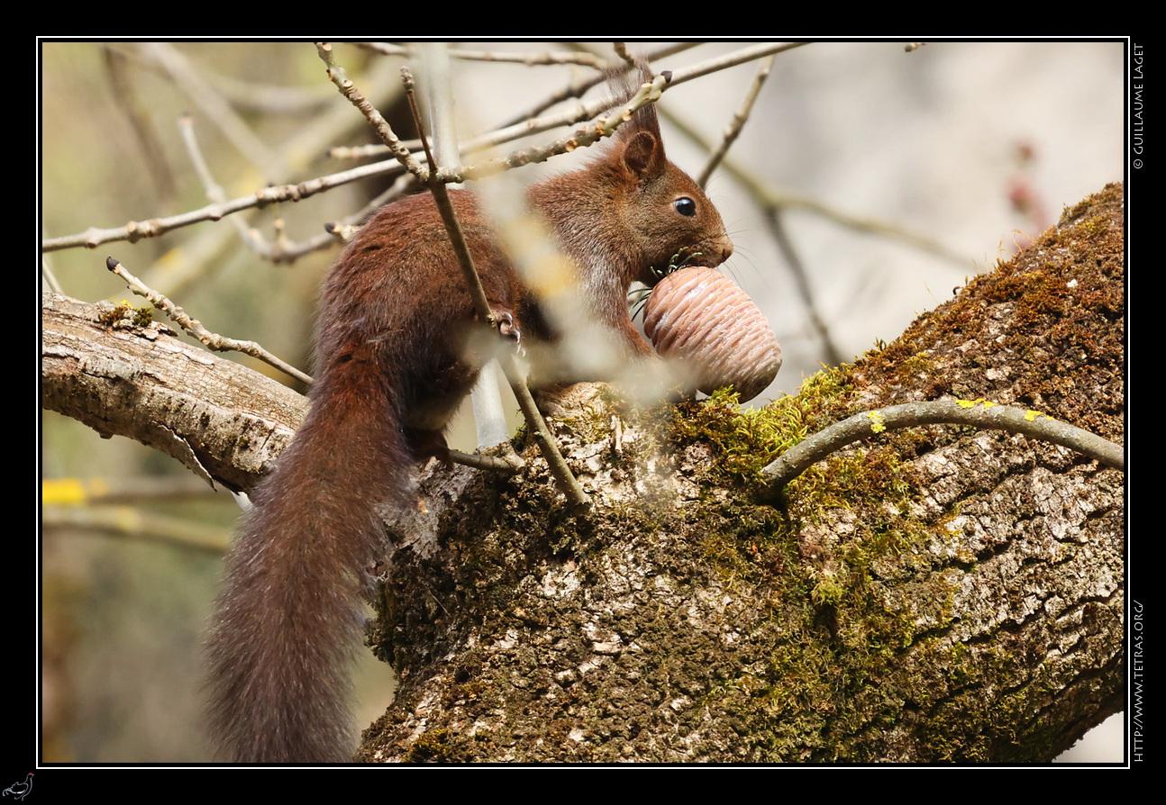 écureuil