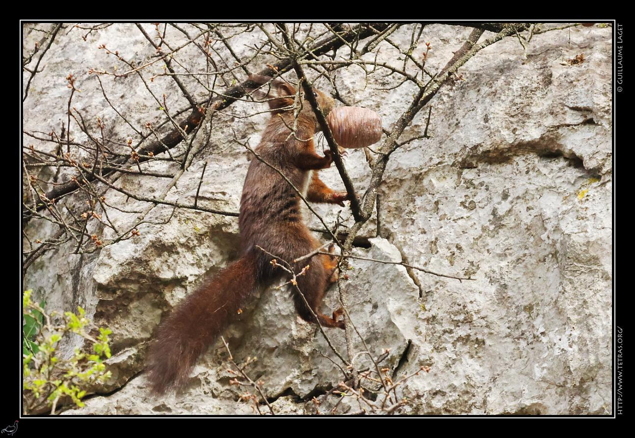 écureuil