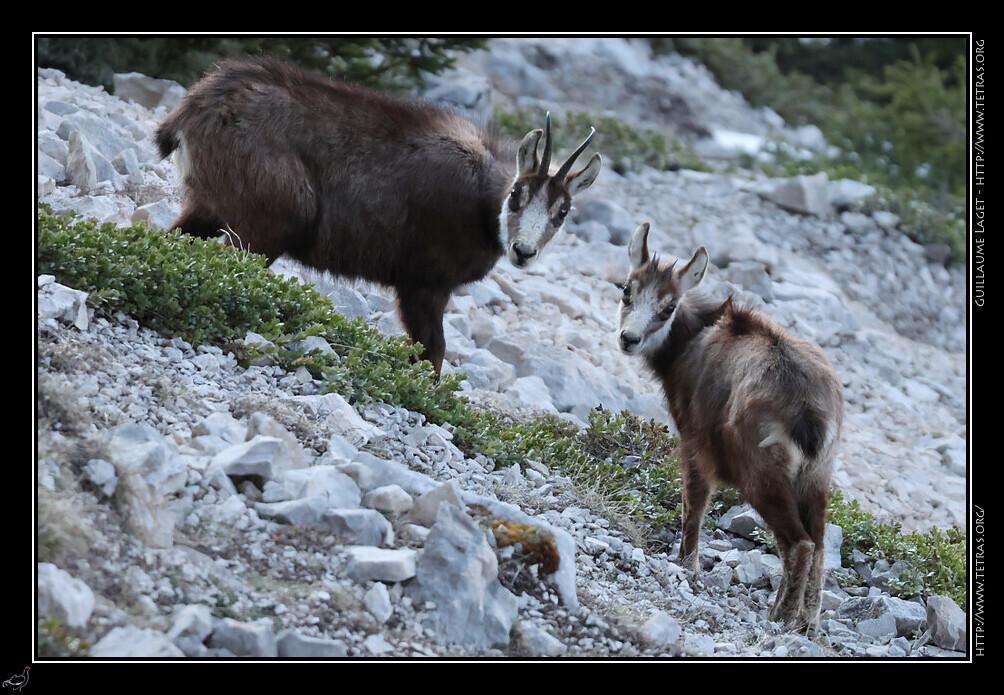 Chamois