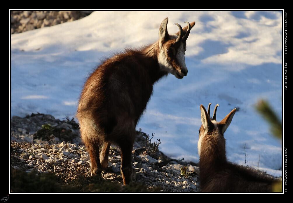 Chamois