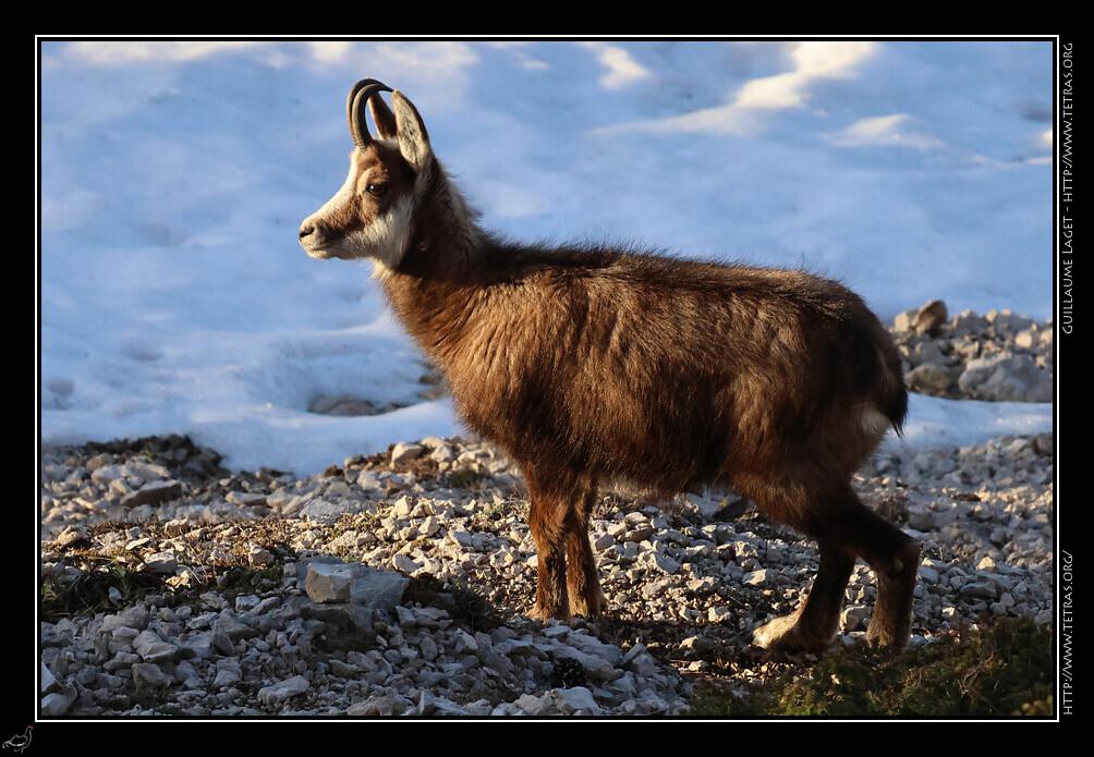 Chamois