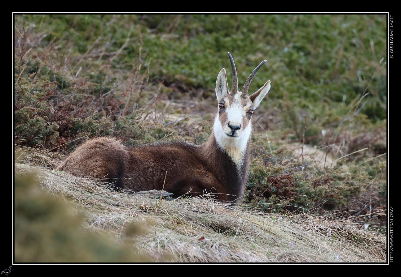 Chamois