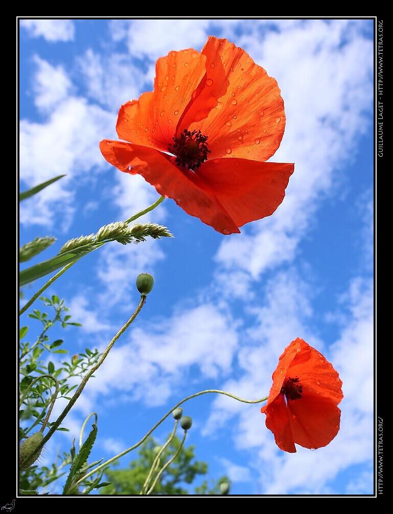 Coquelicots