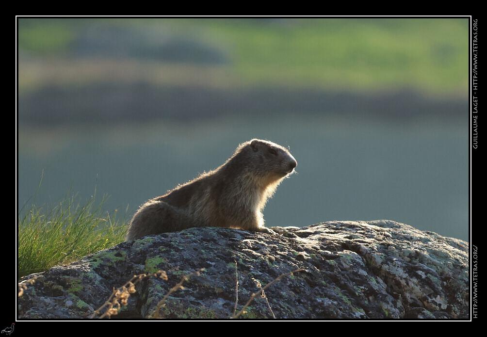 Marmotte