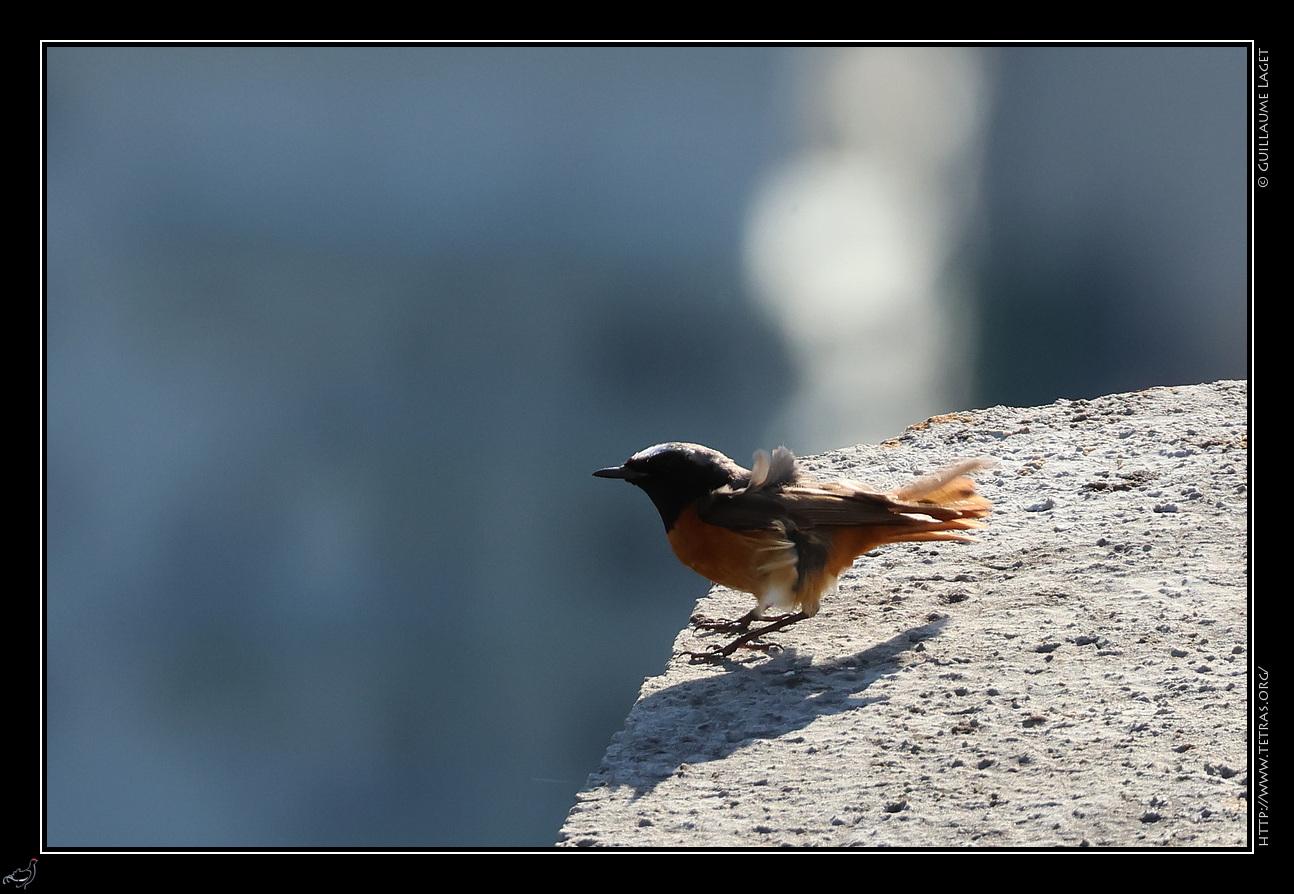 rouge-queue