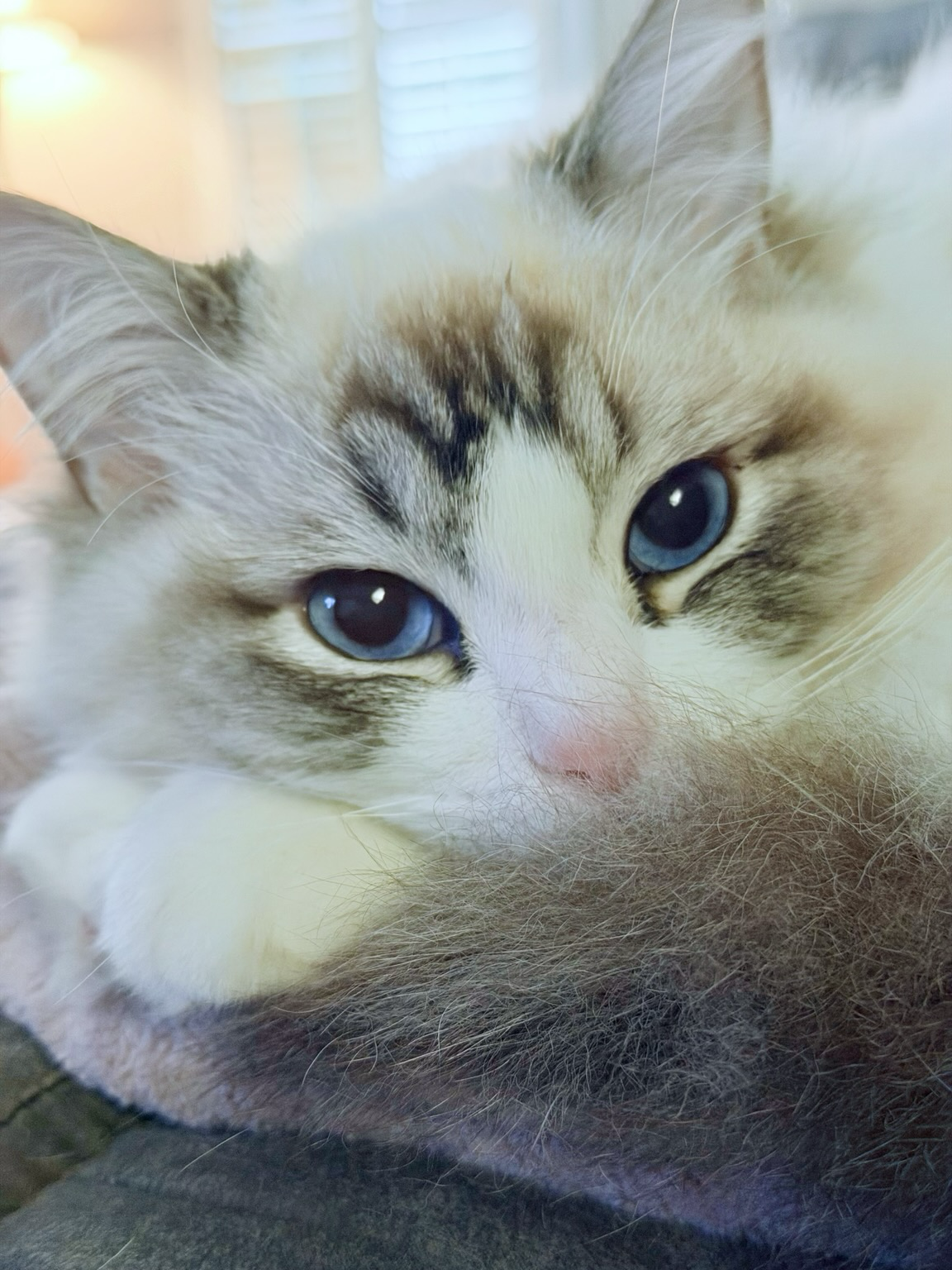 Ragdoll