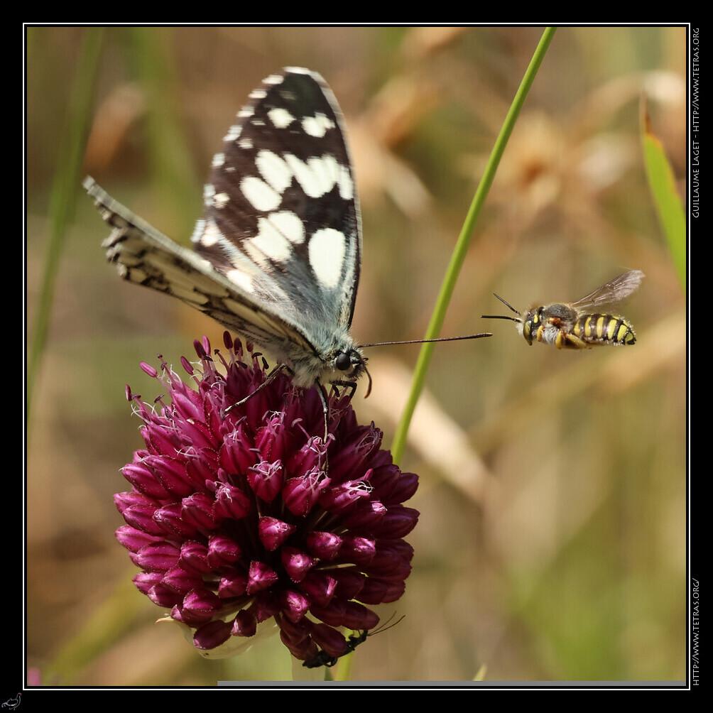 Papillon
