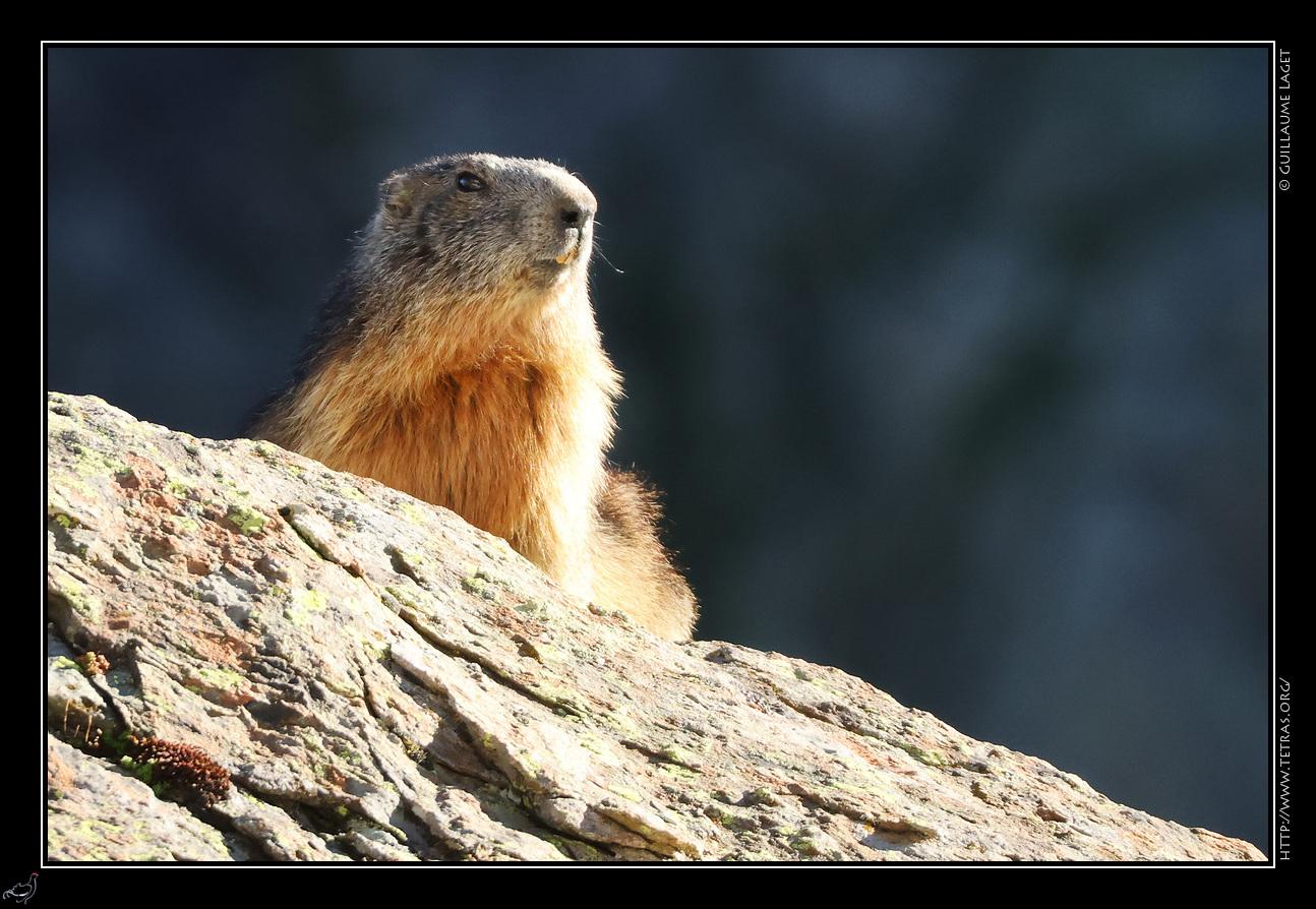 Marmotte