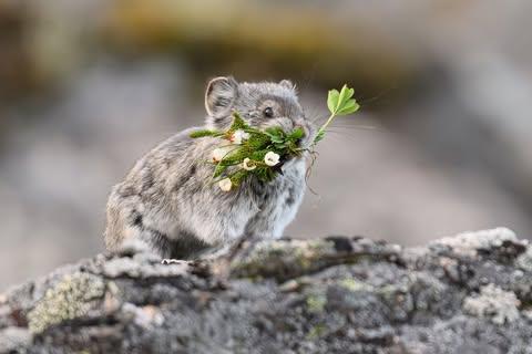 pika