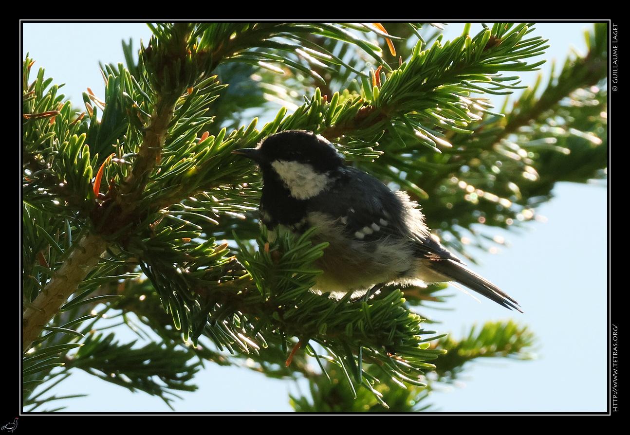 mésange