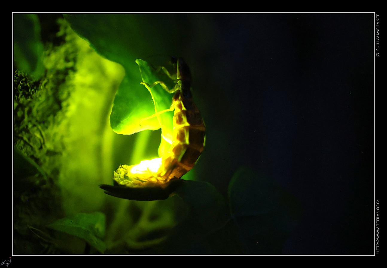 Accouplement