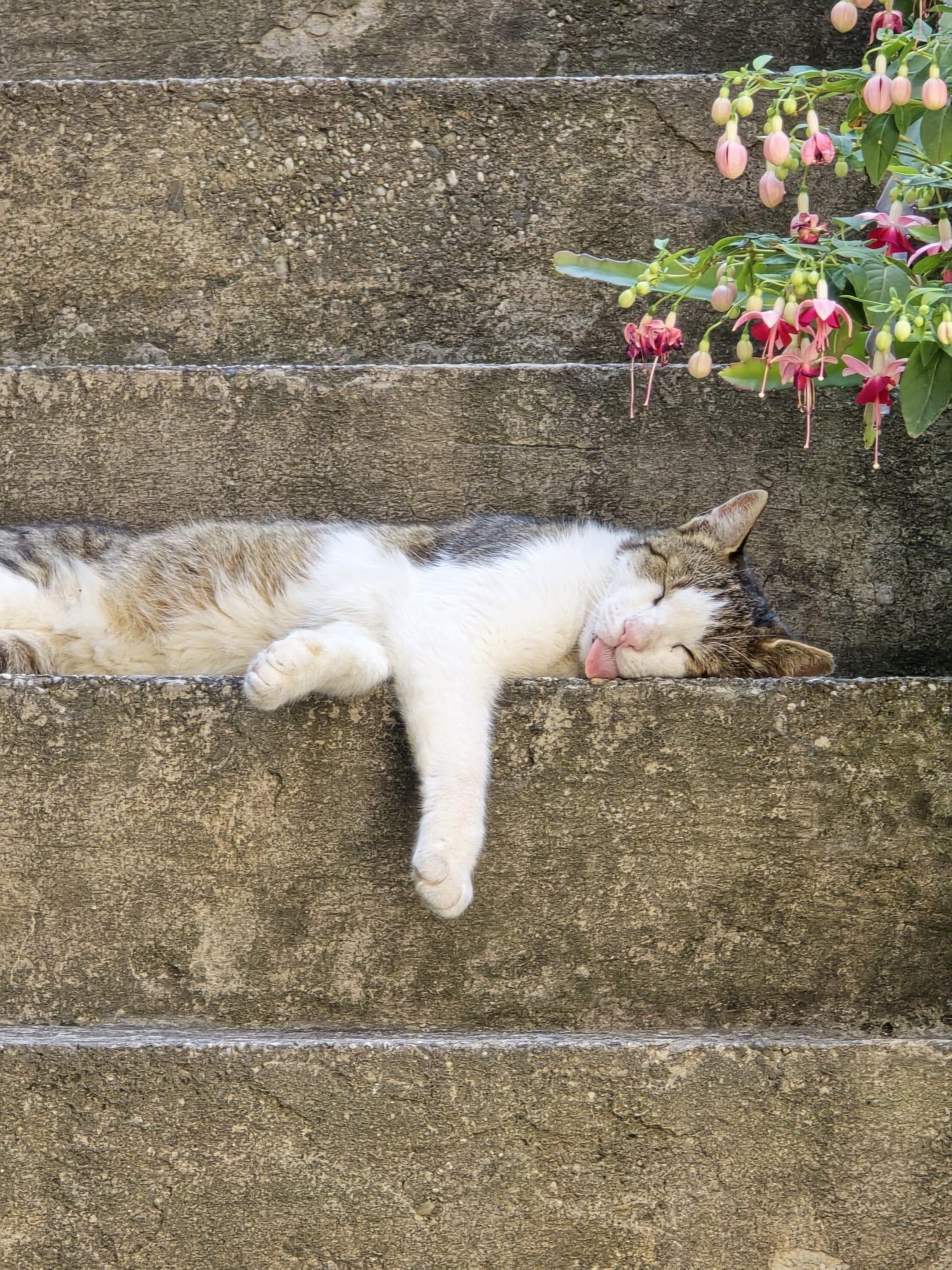 cat