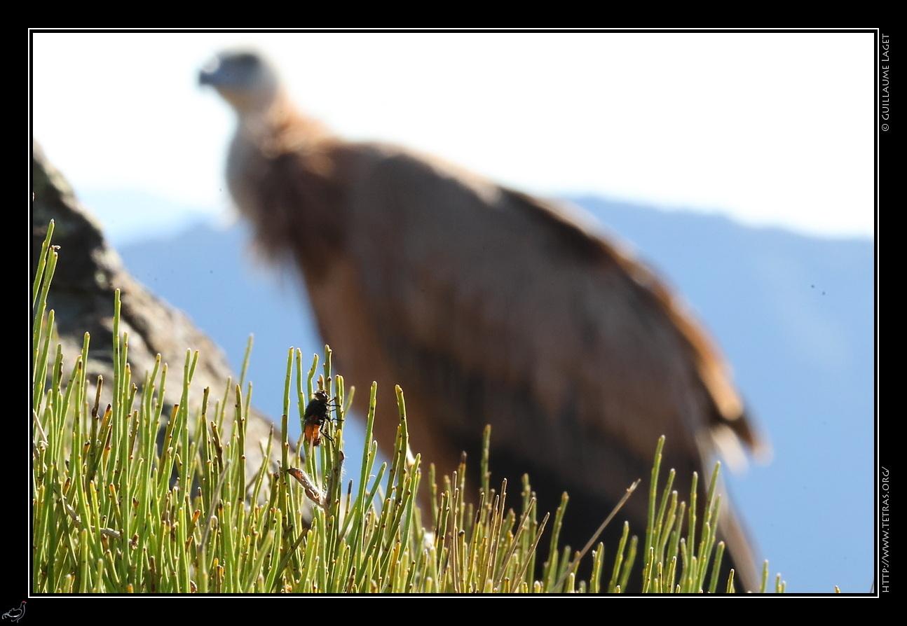 Mouche