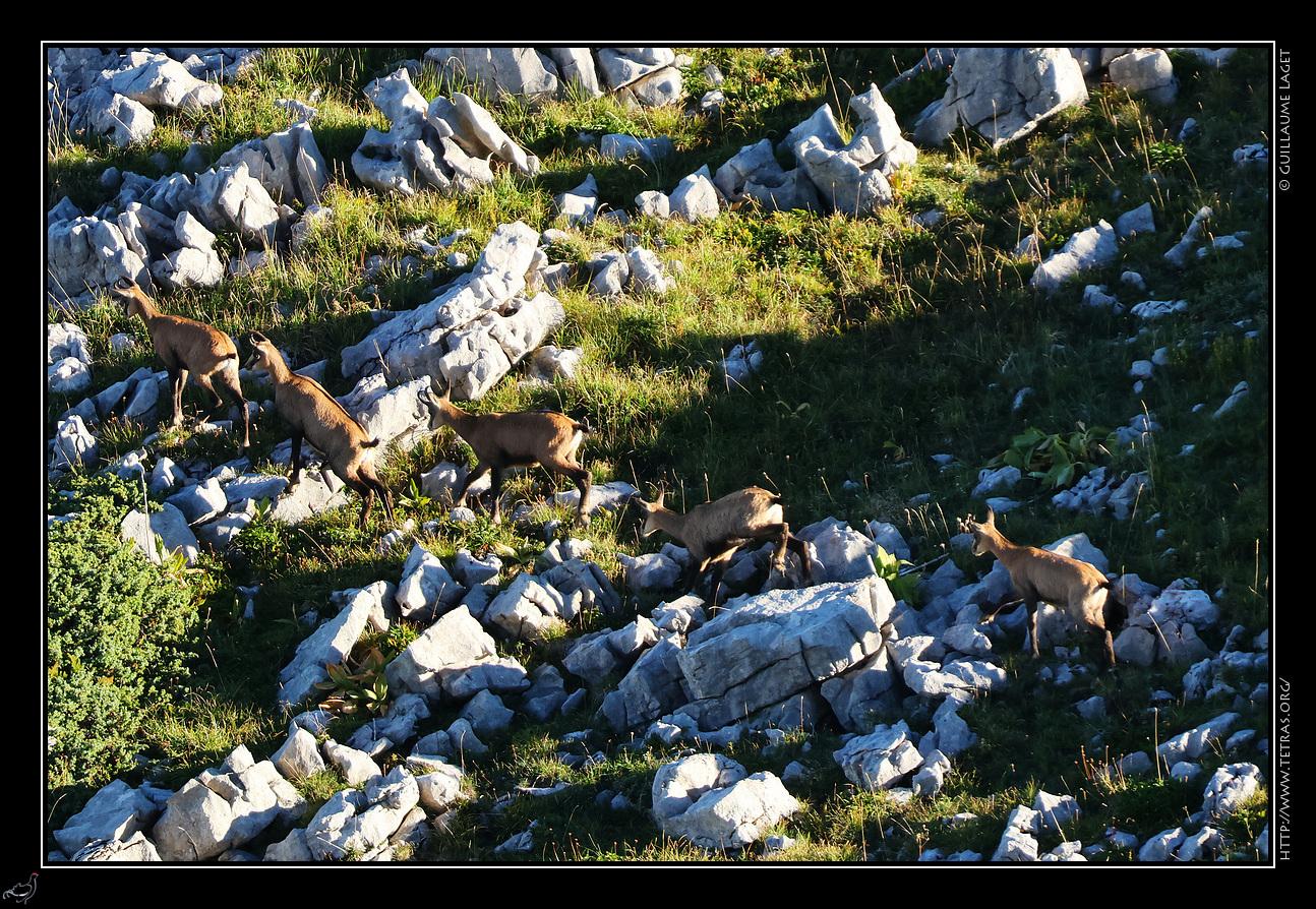 Chamois