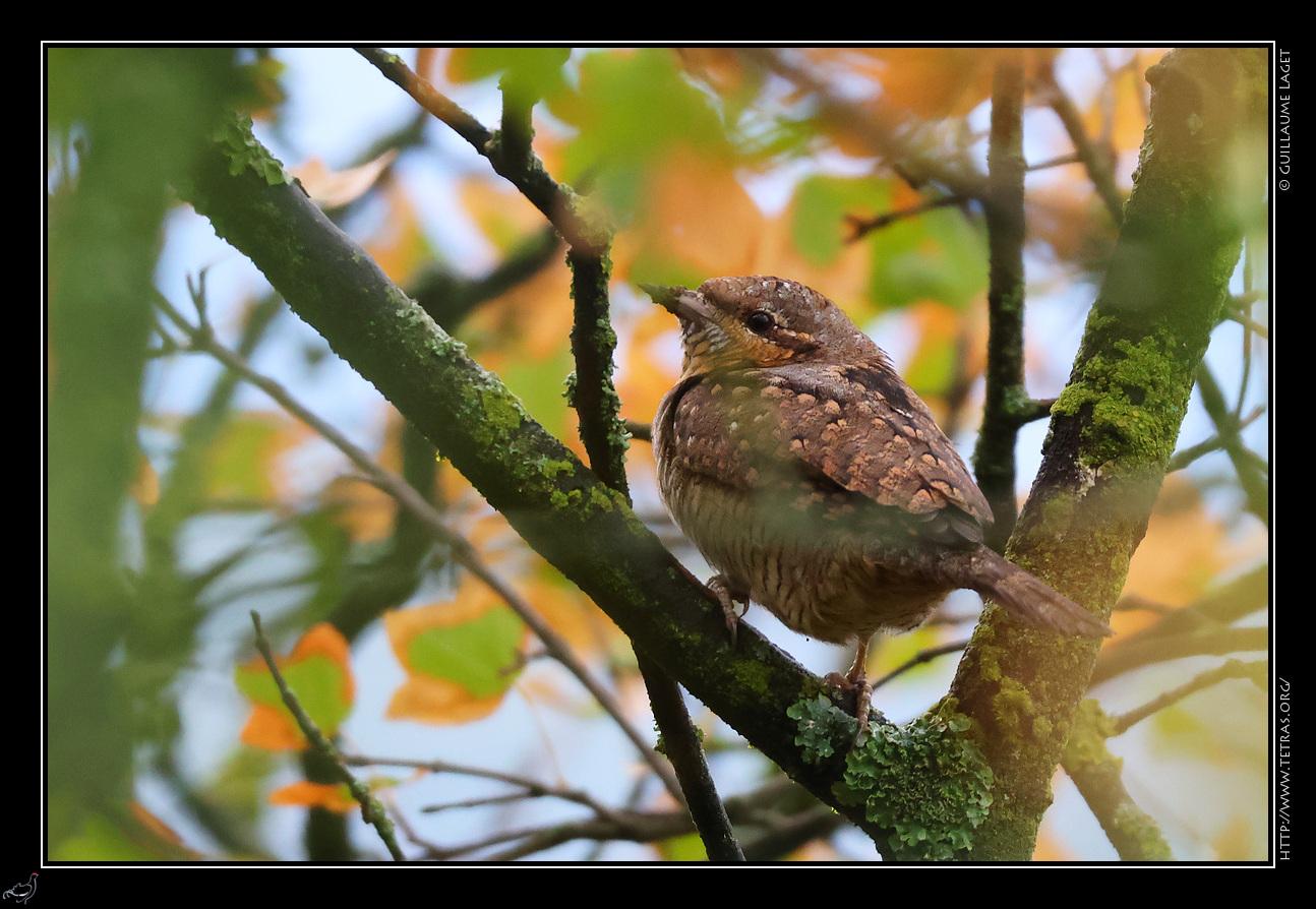 oiseau