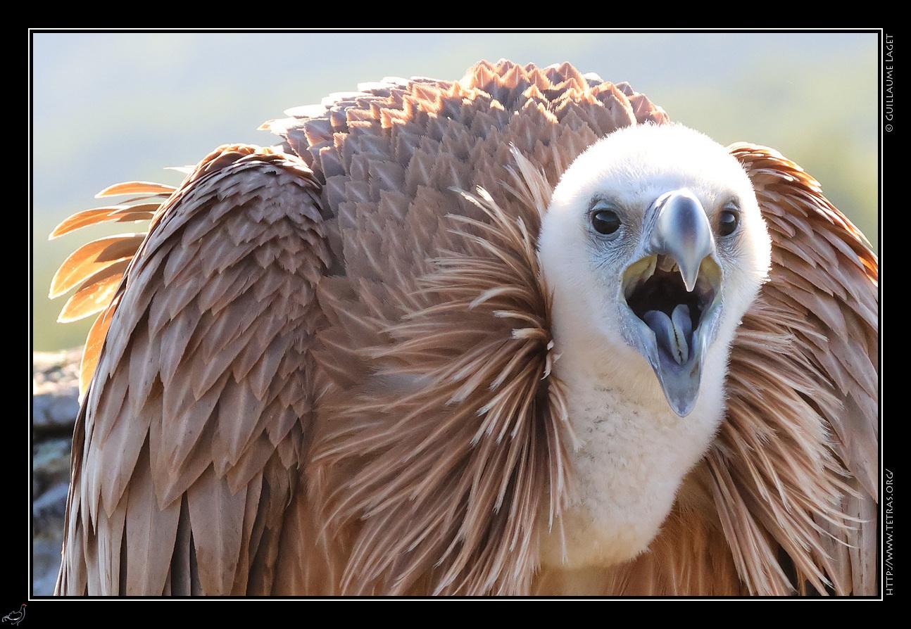 vautour