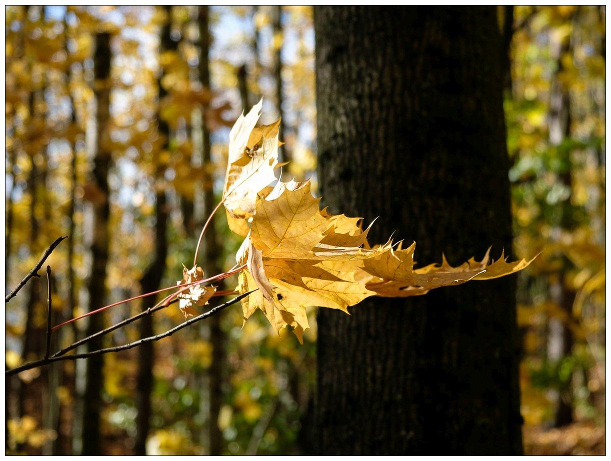 Herbstlaub