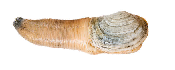 :geoduck: