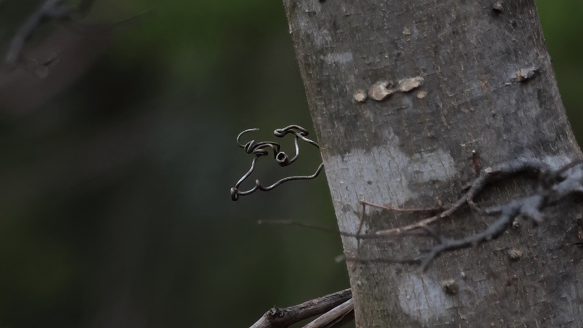 A dried vine tangled around a tree, the vine looks weirdly like an ASCII art cow head.