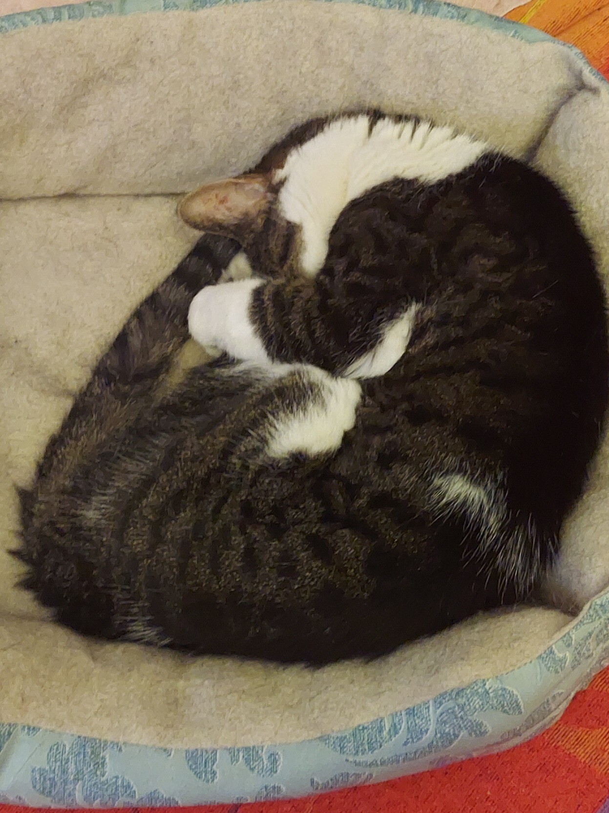 A photo of Pippin, a tabby cat, curled up in his green and beige cat basket. He has a paw over his face.