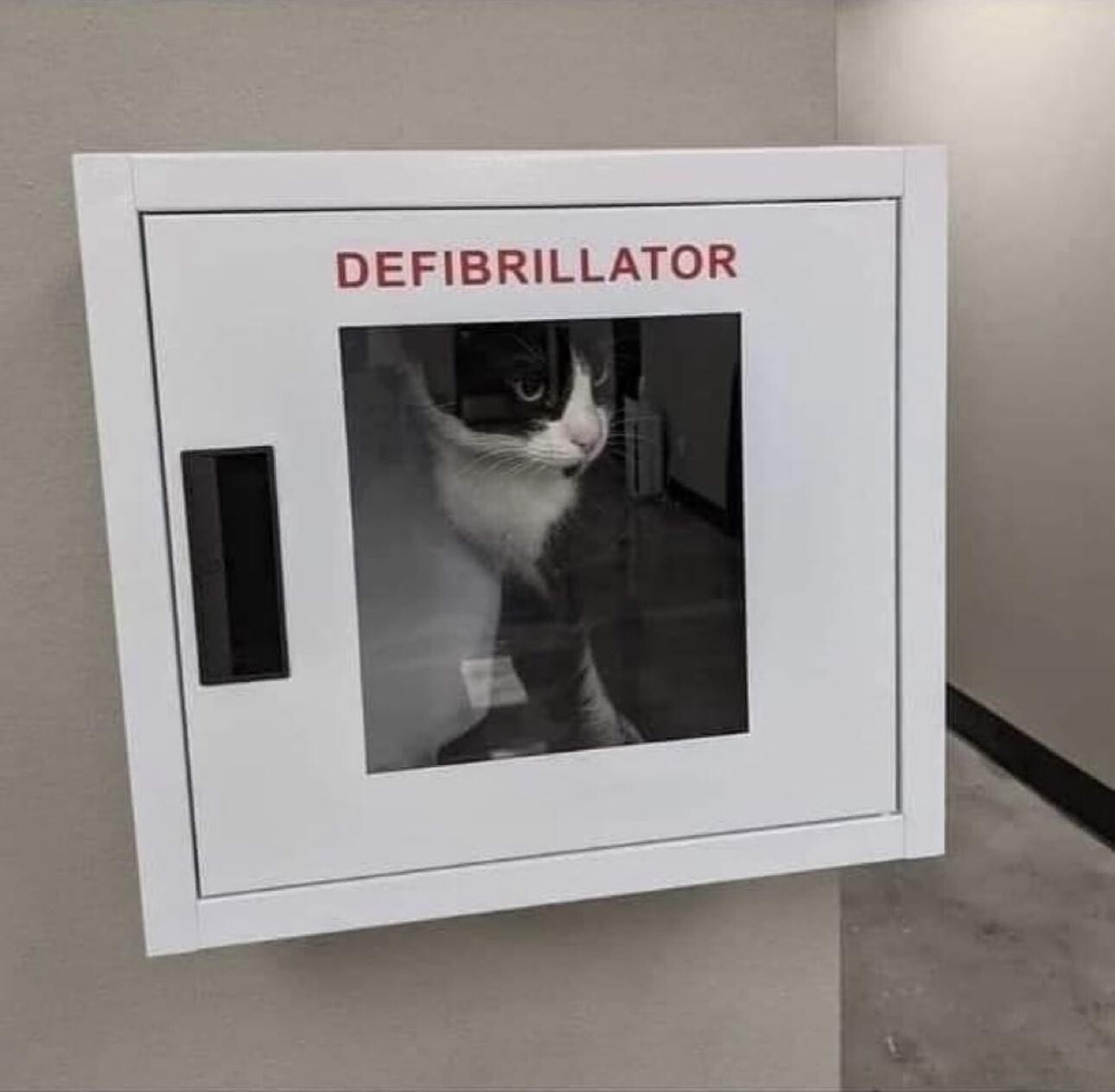 Photo of a black and white cat looking out from inside a closed defibrillator box on the wall.