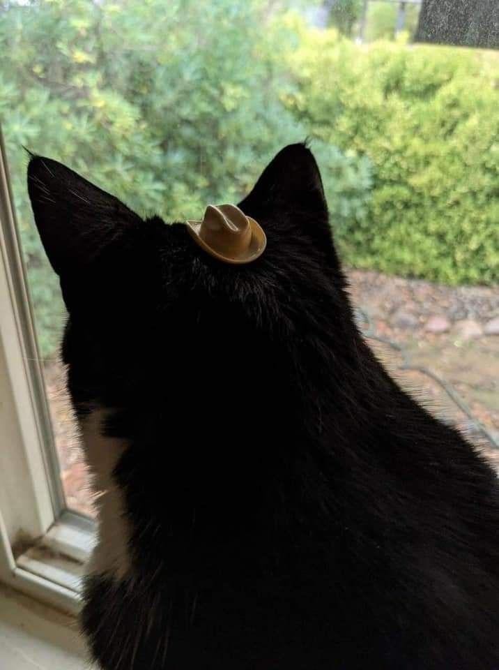 Photo of the back of a tuxedo cat looking out of a window while wearing a very, very tiny cowboy hat. Yee-haw