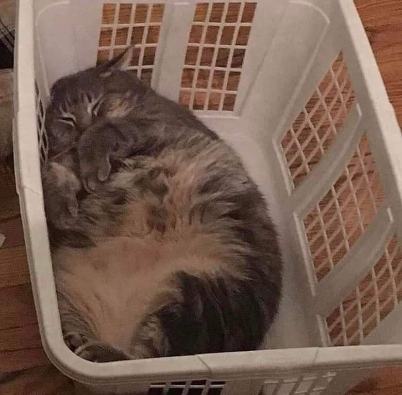Photo of a large, chonky kitty cat filling up an entire laundry basket while lying on its back fast asleep.