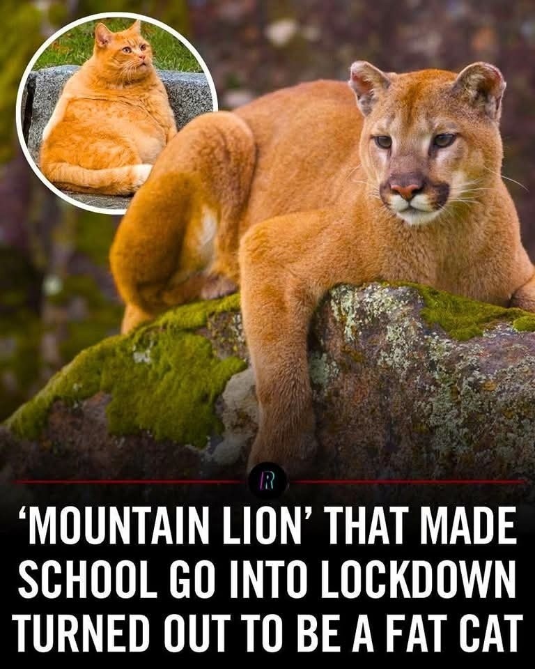 News article about Goff Elementary School in Moses Lake, Washington, US mistakenly going into lockdown because of a ‘Mountain Lion’. Photo shows a mountain lion resting on a rock and behind it is a circled photo of a chonky cat with the same orange colored fur laying down. Title of the article is:
‘Mountain Lion’ that made school go into lockdown turned out to be a fat cat