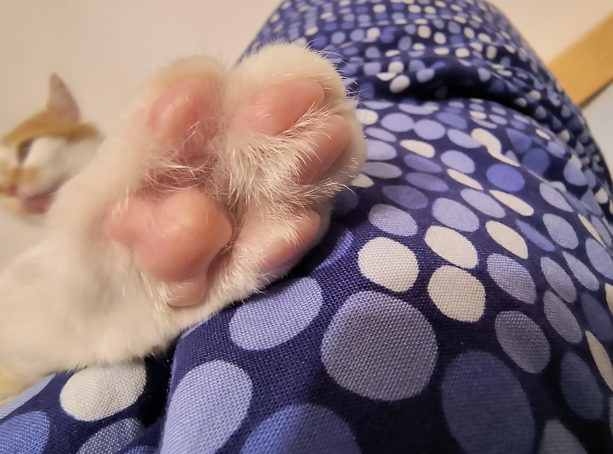 Close-up photo of the toe beans of an orange and white cat laying on top of a mattress near the side.