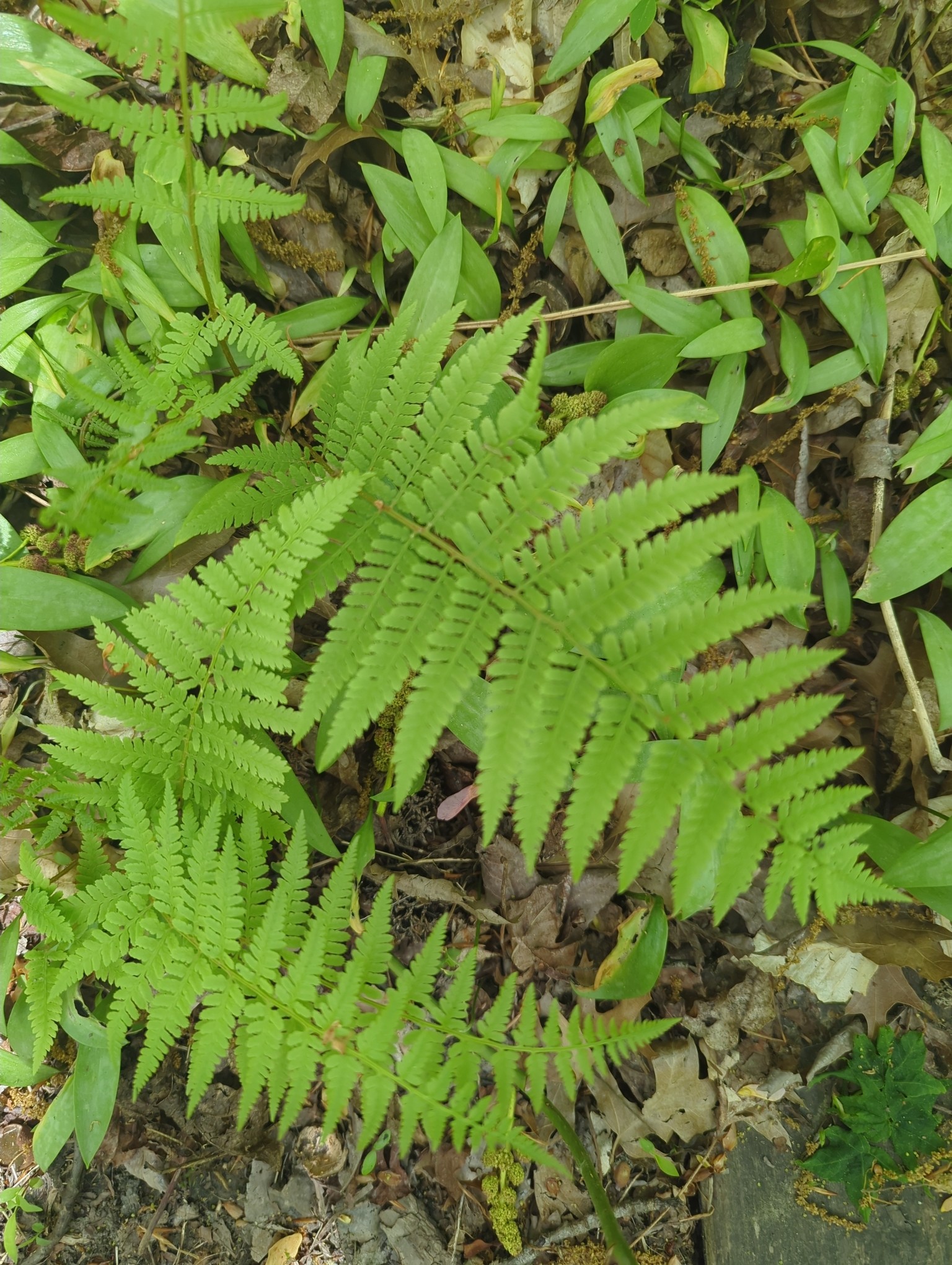 lady fern