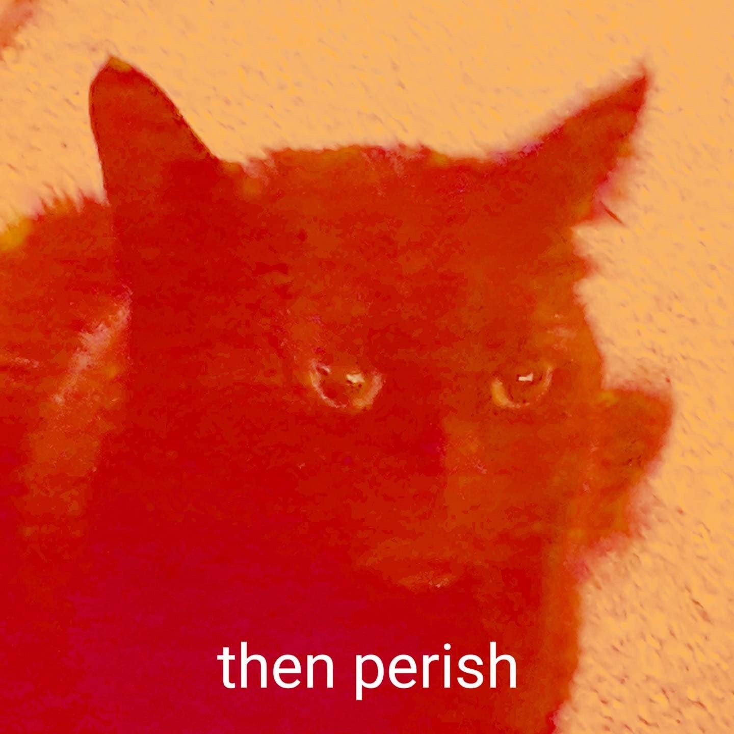 Photo of a black cat sitting on the floor, except a red filter turned the cat red. Caption says: then perish