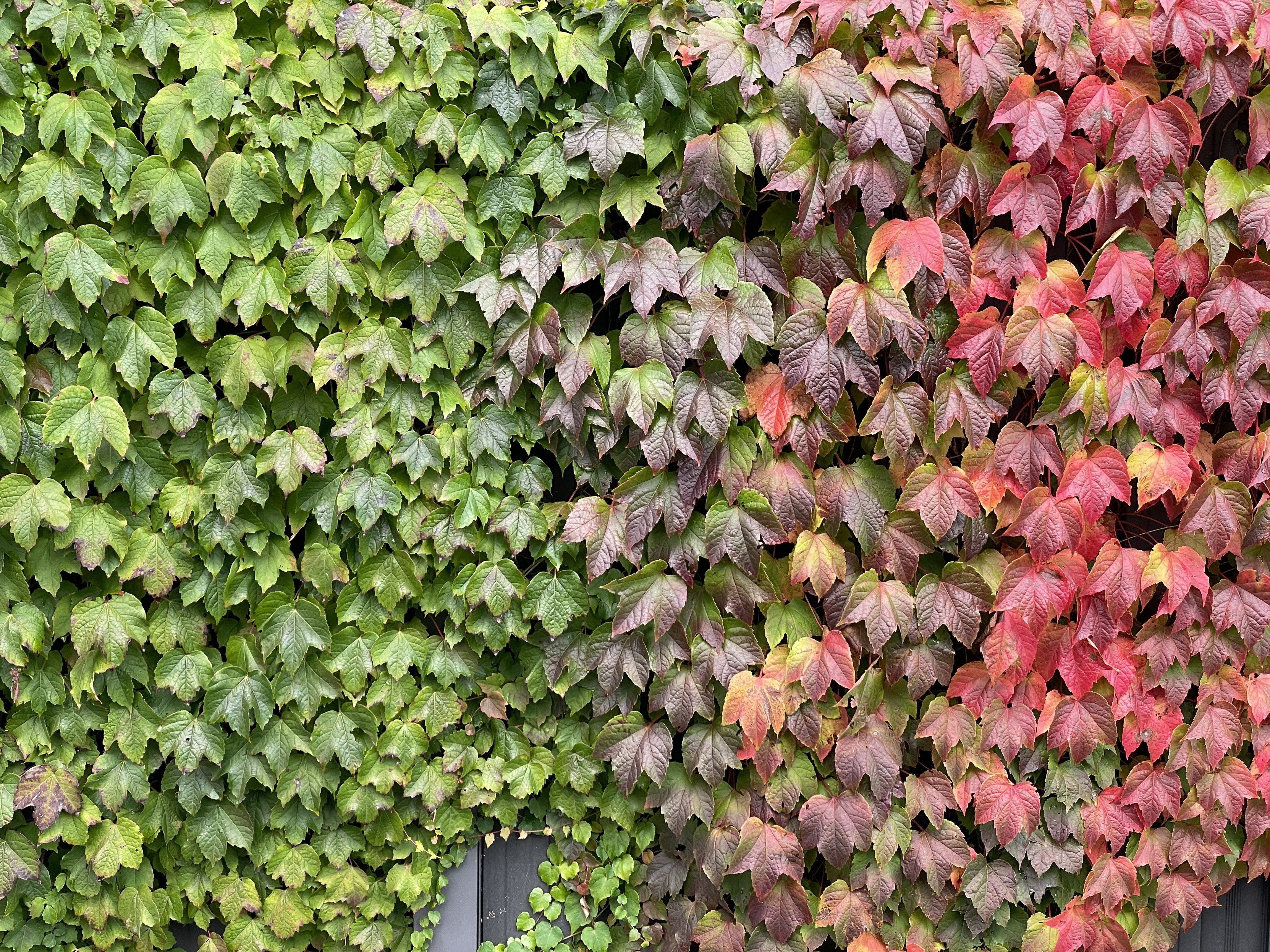Weinblätter bedecken einen Zaun, der unter den Blättern kaum zu erkennen ist: Nur ganz unten lugt ein Pfahl mit schwarzen Kunststoffbrettern hervor.

Die Weinblätter sind kräftig grün an linken Bildrand und nach rechts hin werden sie dunkler und roter, bis sie am rechten Bildrand in kräftigem Herbstrot leuchten.