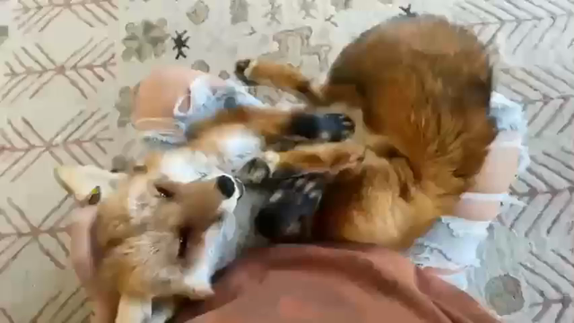 Video a very happy fox getting its ears pet while lying on its back and someone's lap. Very content fox indeed.