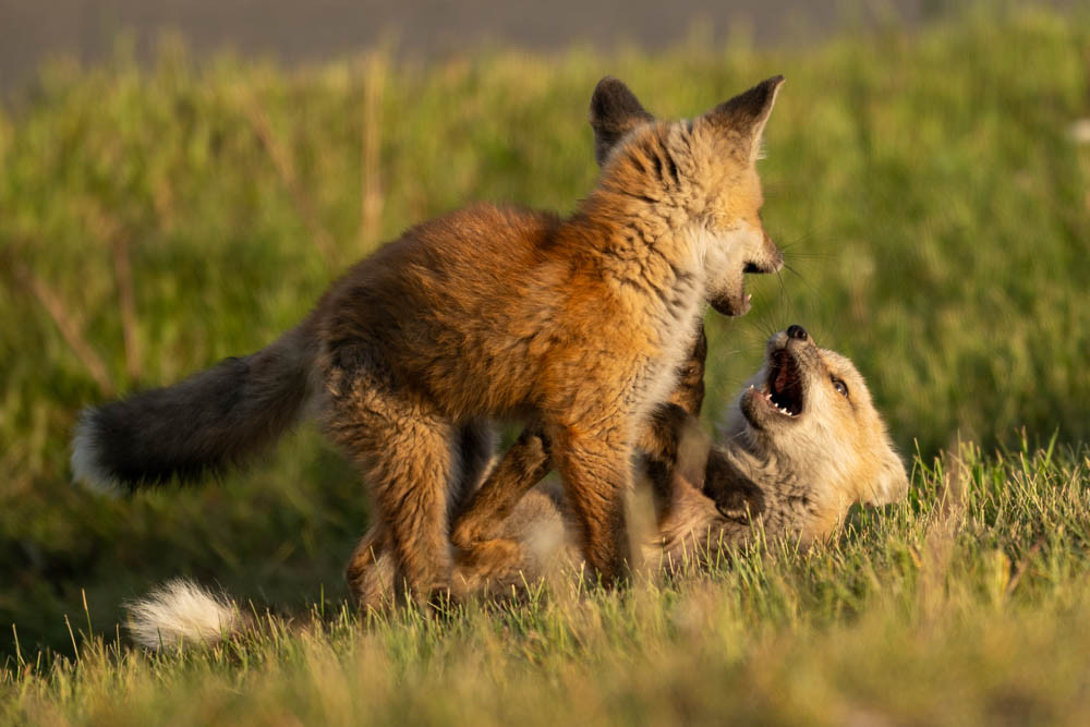 Two fox kits wrestling playfully