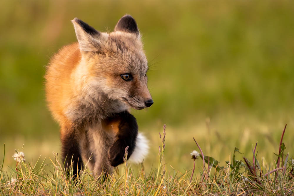 A fox kit exploring
