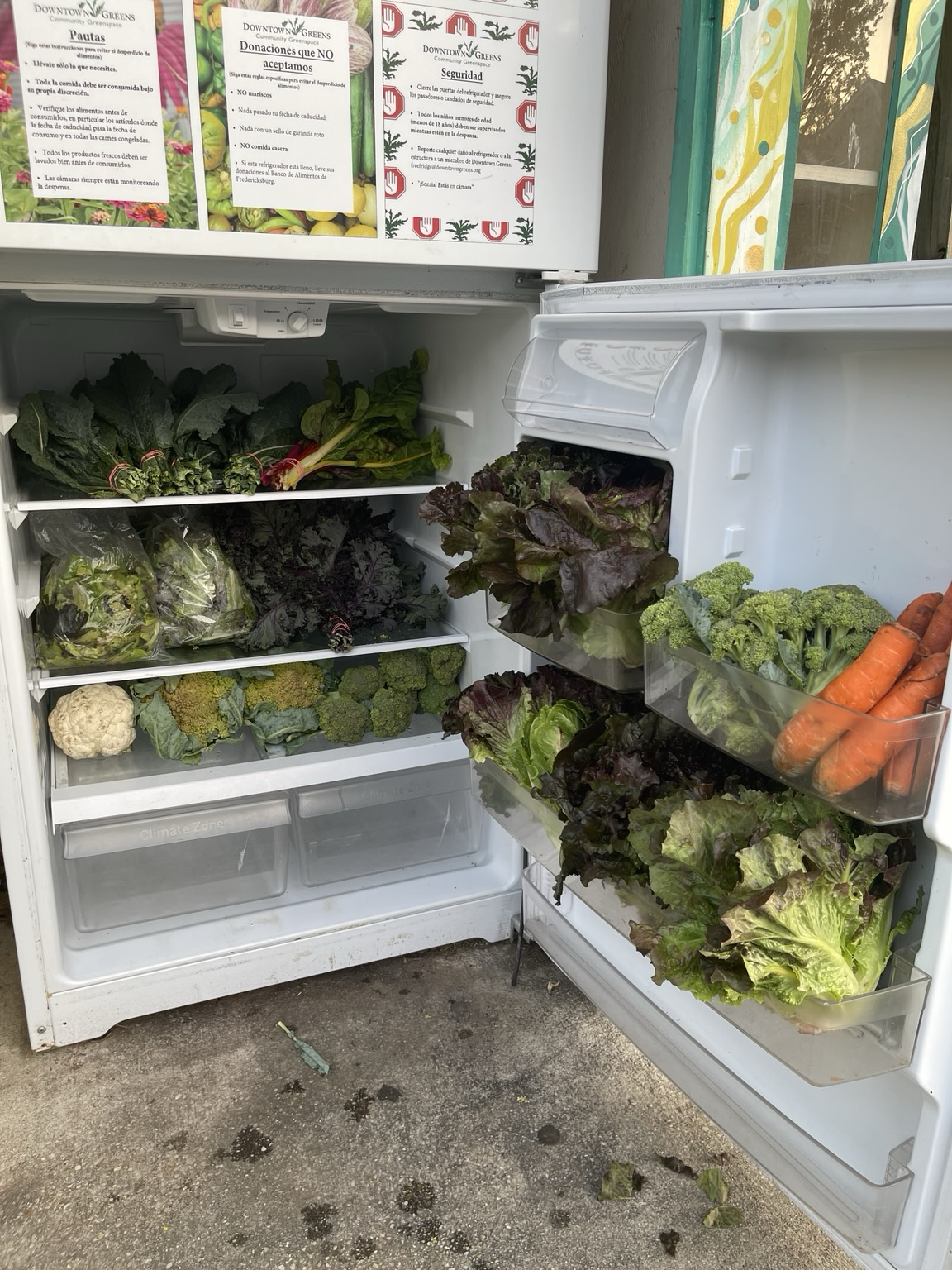 Close up of produce placed in the fridge including swiss chard, kale, cauliflower, carrots, and leafy greens.