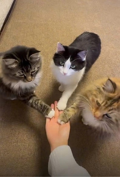 Photo of someone holding out their hand with three cats with their their paws on the hand. By our powers combined!!