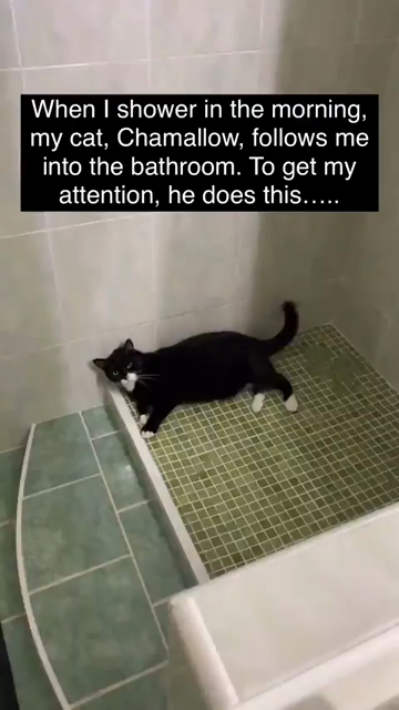 When I shower in the morning, my cat, Chamellow, follows me into the bathroom. To get my attention, he does this......

Video of a tuxedo cat laying down in the bathroom shower giving short and repeating meows while slow blinking some for 15 seconds straight. Chamellow has some thing very important to tell or maybe is just going over the daily schedule. Such a helpful and supportive kitty!