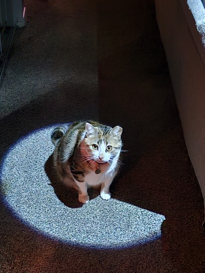 Photo of a cat on the ground being illuminated by a spotlight.