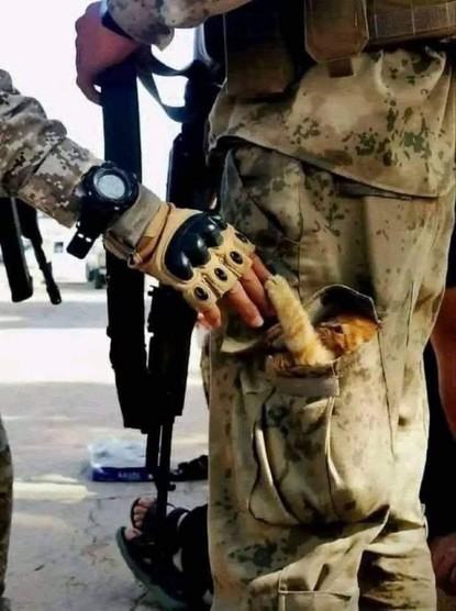 Photo of someone in the military with a orange cat in their knee pocket. Nearby someone is reaching out their hand to play with a kitten and someone else is wearing tactical sandals? 🤨