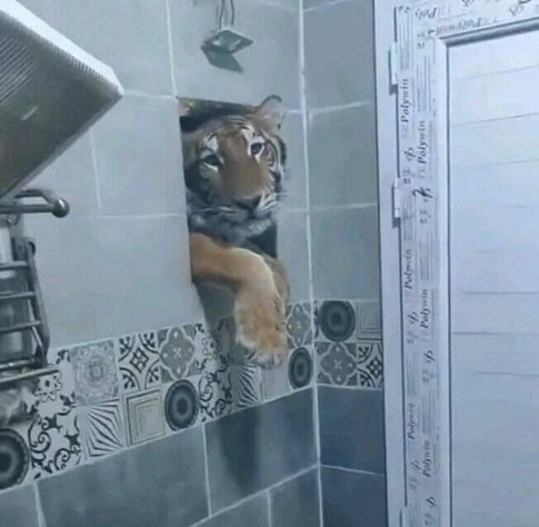 Photo of a tiger that's poking its head and paws through a hole in a bathroom wall. I hope it's well fed.