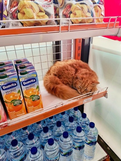 Photo of a fluffy orange cat sleeping curled up on a shelf in a store next to some orange juice.