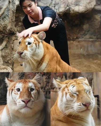 Three photos of the 3-year-old golden tiger, Ava. She is a very, very cute tiger.