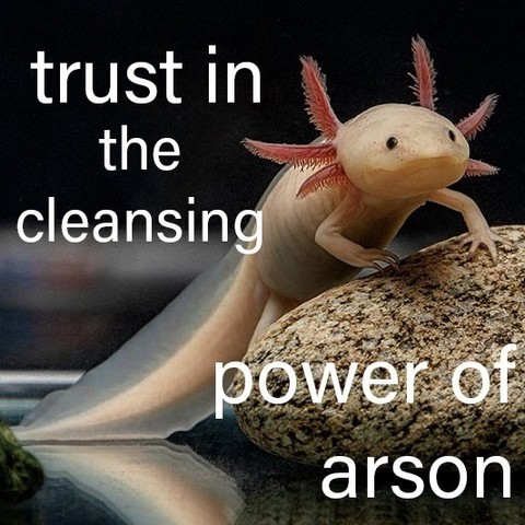 Photo of an axolotl on a rock near some water. Caption says:

trust in 
the 
cleansing 
power of 
arson